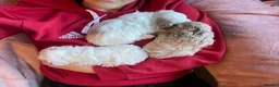 Maltipoo dogs for sale: Tiny maltipoo puppies  - Advert 18