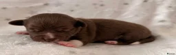 Chihuahua dogs for sale: Beautiful Chihuahua Puppies Raised in Loving Home - Advert 5