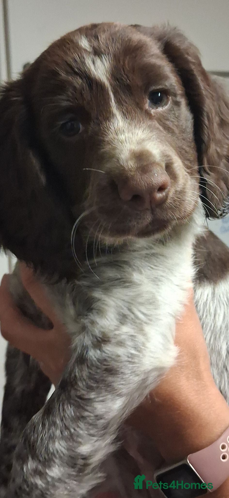Cocker Spaniel dogs GORGEOUS GIRl REMAINING KC COCKER SPANIEL PUP  - Advert 16