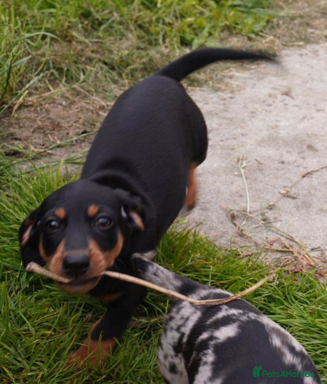 Miniature Dachshund dogs for sale: 🎀chocolate miniature dachshund 🐾🐨😺  🎀 - Image 6