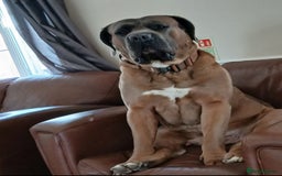 Cane Corso dogs for sale: READY NOW: QUALITY PEDIGREE CANE CORSO PUPPIES - Image 10