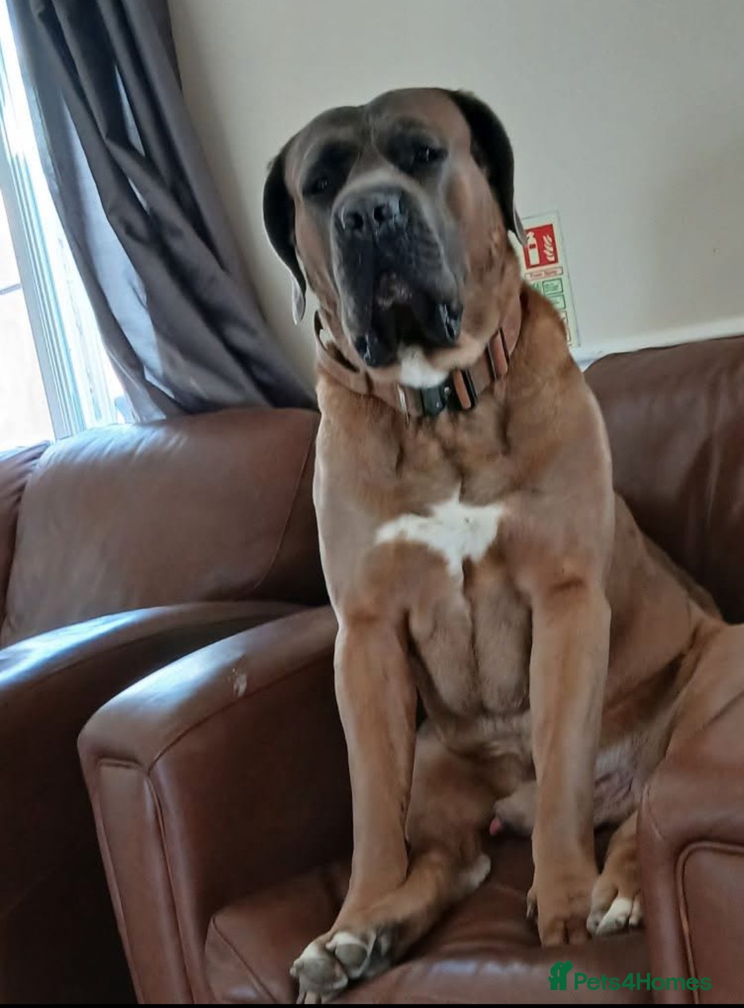 Cane Corso dogs for sale: READY NOW: QUALITY PEDIGREE CANE CORSO PUPPIES - Image 10