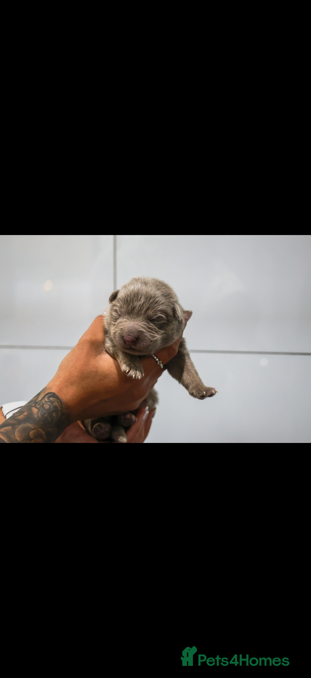 German Shepherd dogs for sale: ❤️KC pups ✨ health tested parents  - Advert 9