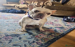 French Bulldog dogs for sale: Cream/Platinum 3.5 yr old French Bulldog - Image 3
