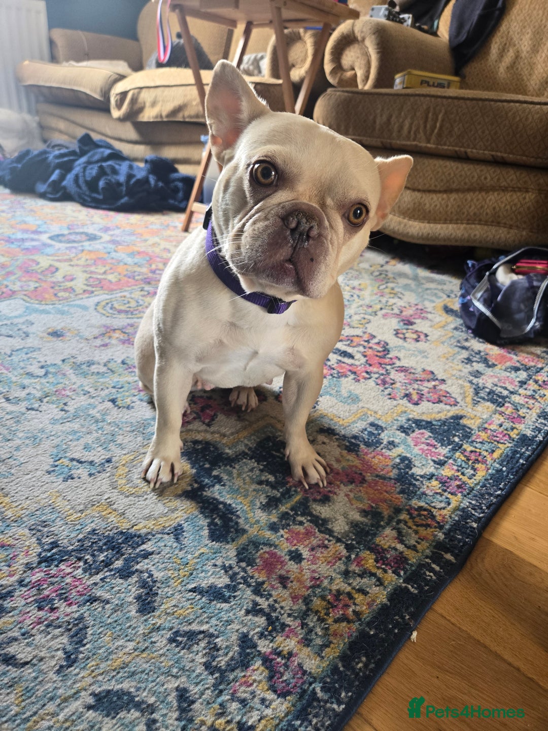 French Bulldog dogs for sale: Cream/Platinum 3.5 yr old French Bulldog - Image 3