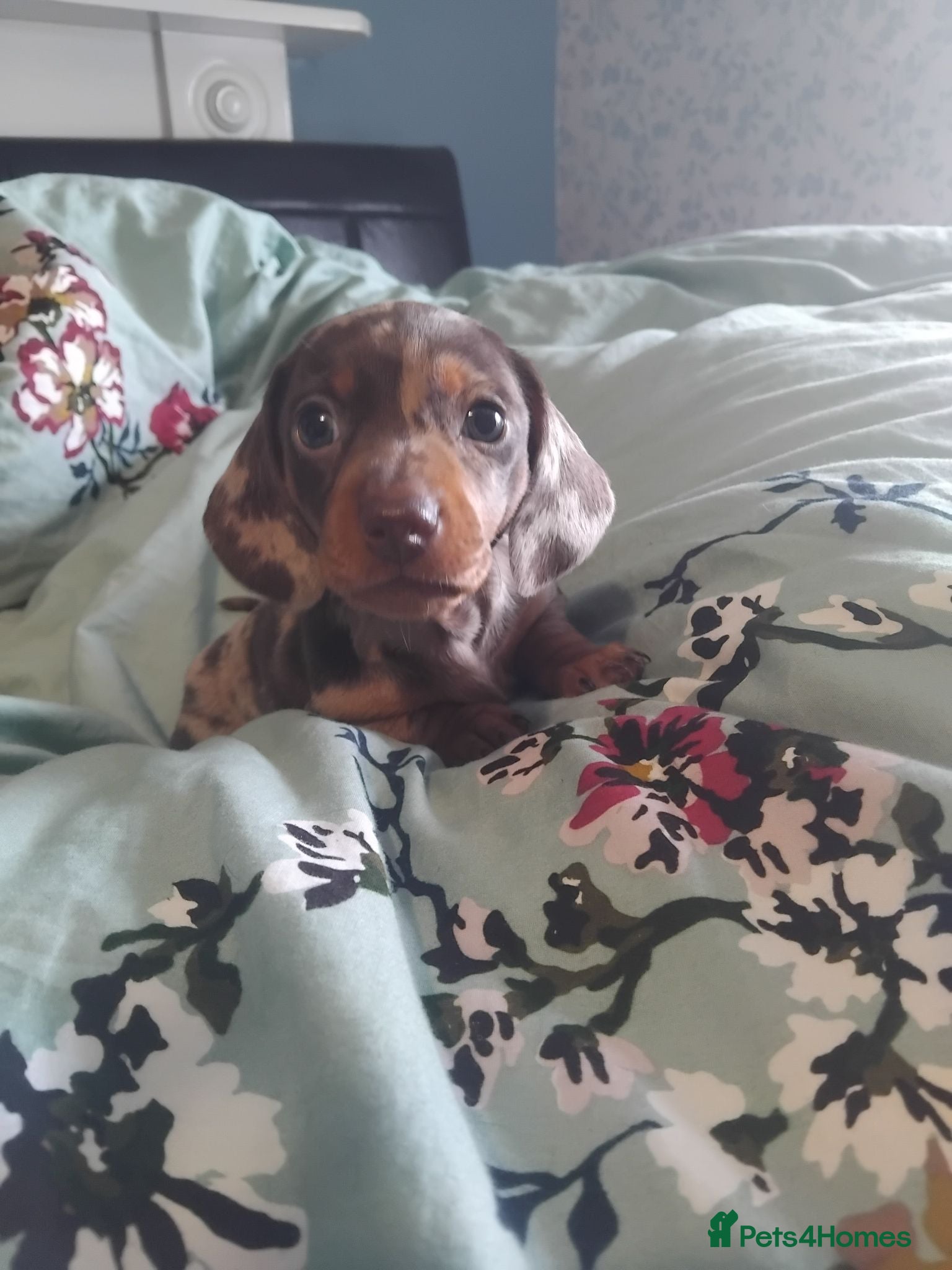Miniature Dachshund dogs Kc registered miniature dachshund puppies - Advert 1