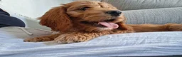 Cavapoo dogs for sale: Cavapoo puppy in Chippenham - Advert 1