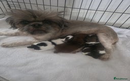 Shih Tzu dogs for sale: Shih tzu puppies - Image 1
