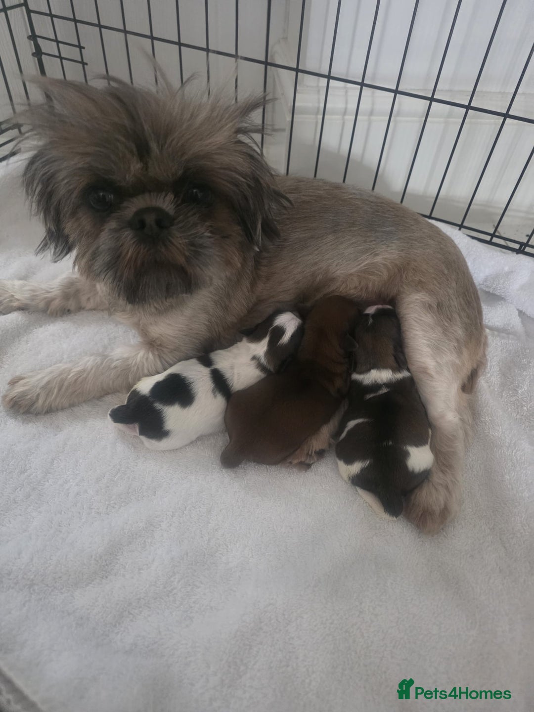 Shih Tzu dogs for sale: Shih tzu puppies - Image 1