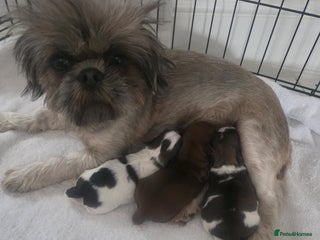 Shih Tzu dogs - Advert 2