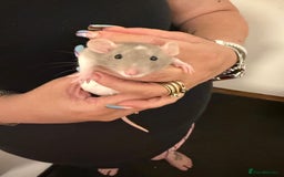 Rat rodents for sale: Beautiful Dumbo baby rats  - Image 19