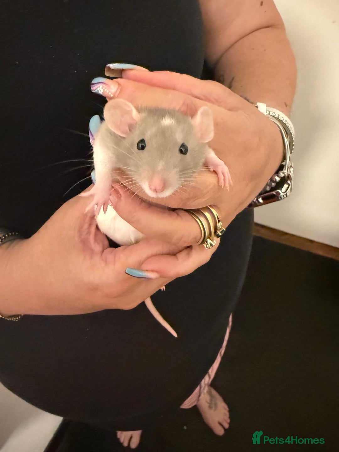 Rat rodents for sale: Beautiful Dumbo baby rats  - Image 19