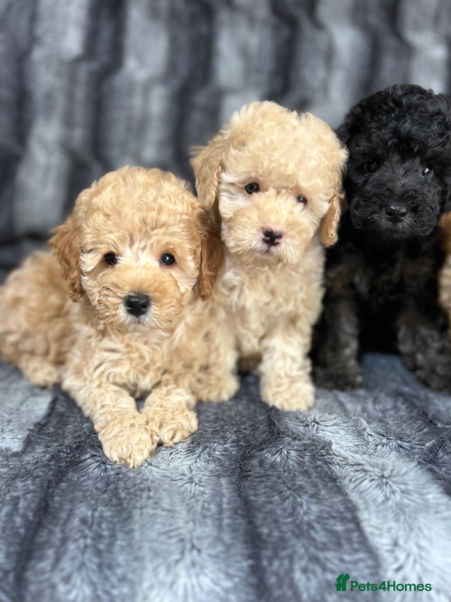 Toy Poodle dogs Beautiful Toy Poodles Ready Now - Advert 1