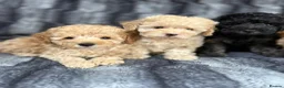 Toy Poodle dogs for sale: KC Toy Poodles Health Tested Parents - Advert 10