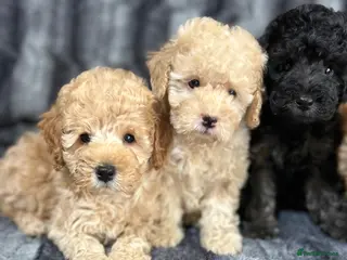Toy Poodle dogs Beautiful Toy Poodles Ready Now - Advert 1