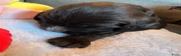 Cocker Spaniel dogs for sale: Litter of 5 - Advert 10