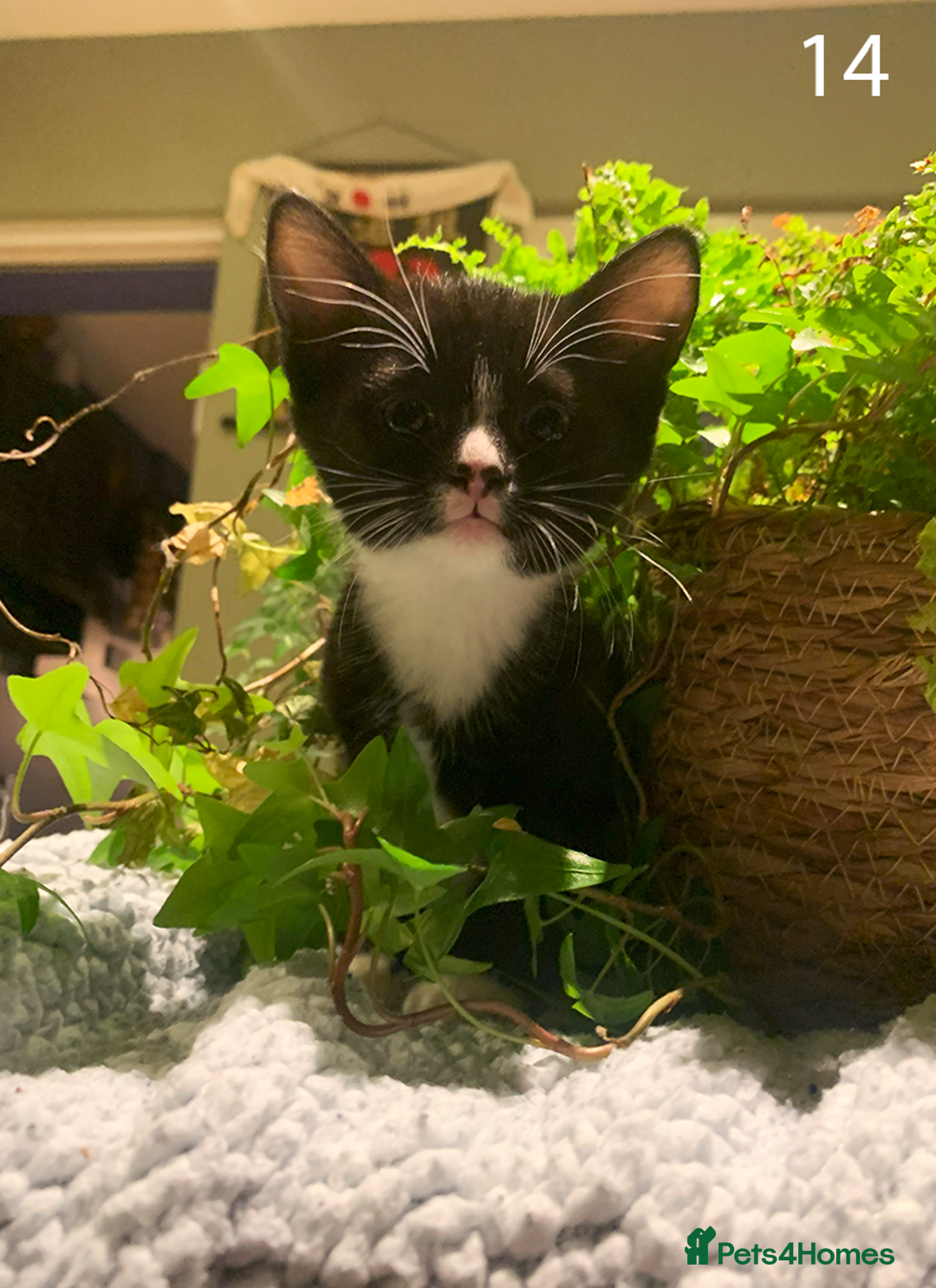 Mixed Breed cats for sale: KITTENS! Batch of cuties for sale in Basinsgtoke - Image 20