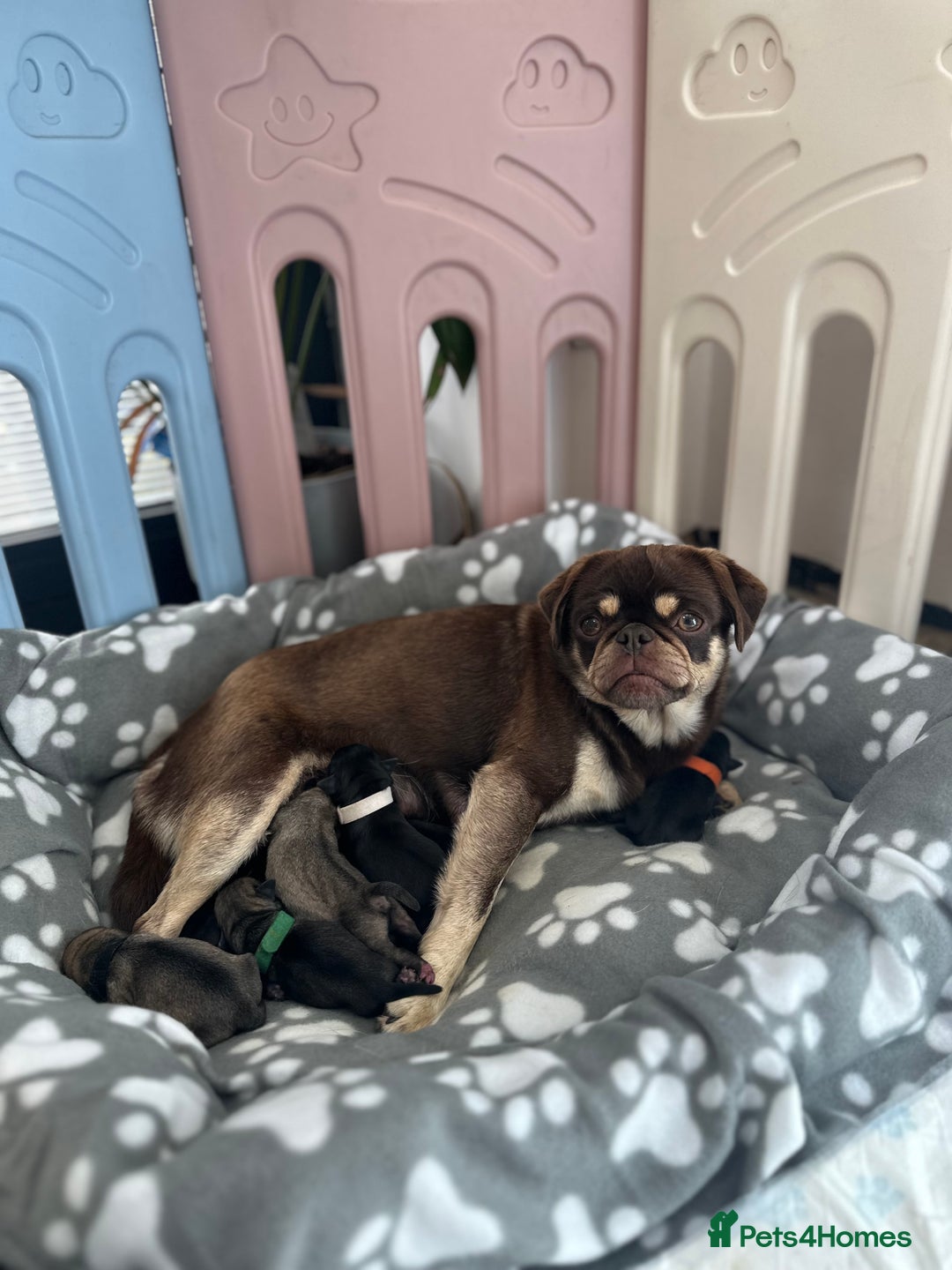Pug dogs for sale: 🐶 KC Registered Pug Puppies-Ready Now! 🐶 - Image 8