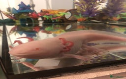 Axolotl reptiles for sale: Male Axolotl - Image 1