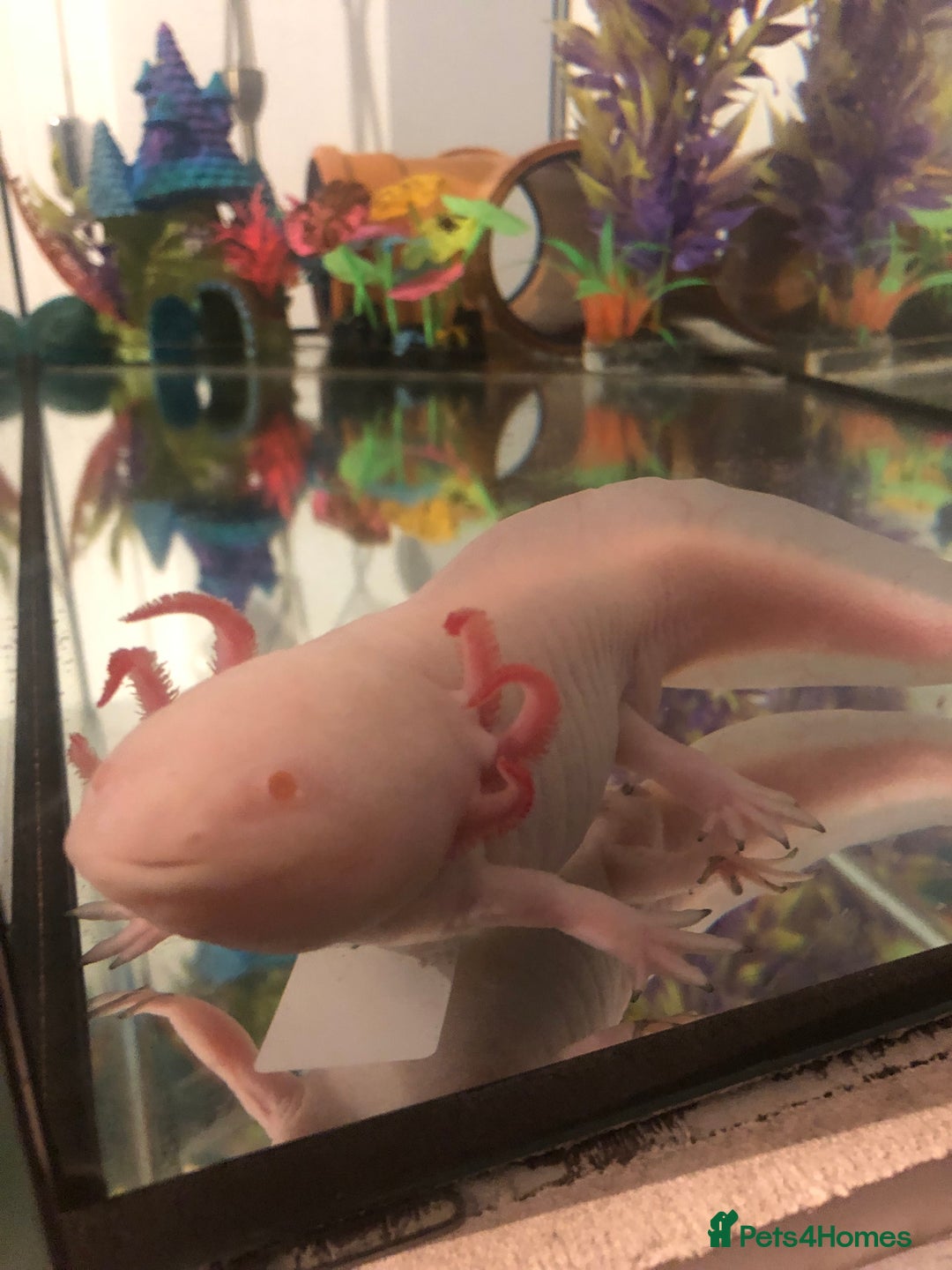 Axolotl reptiles for sale: Male Axolotl - Image 1