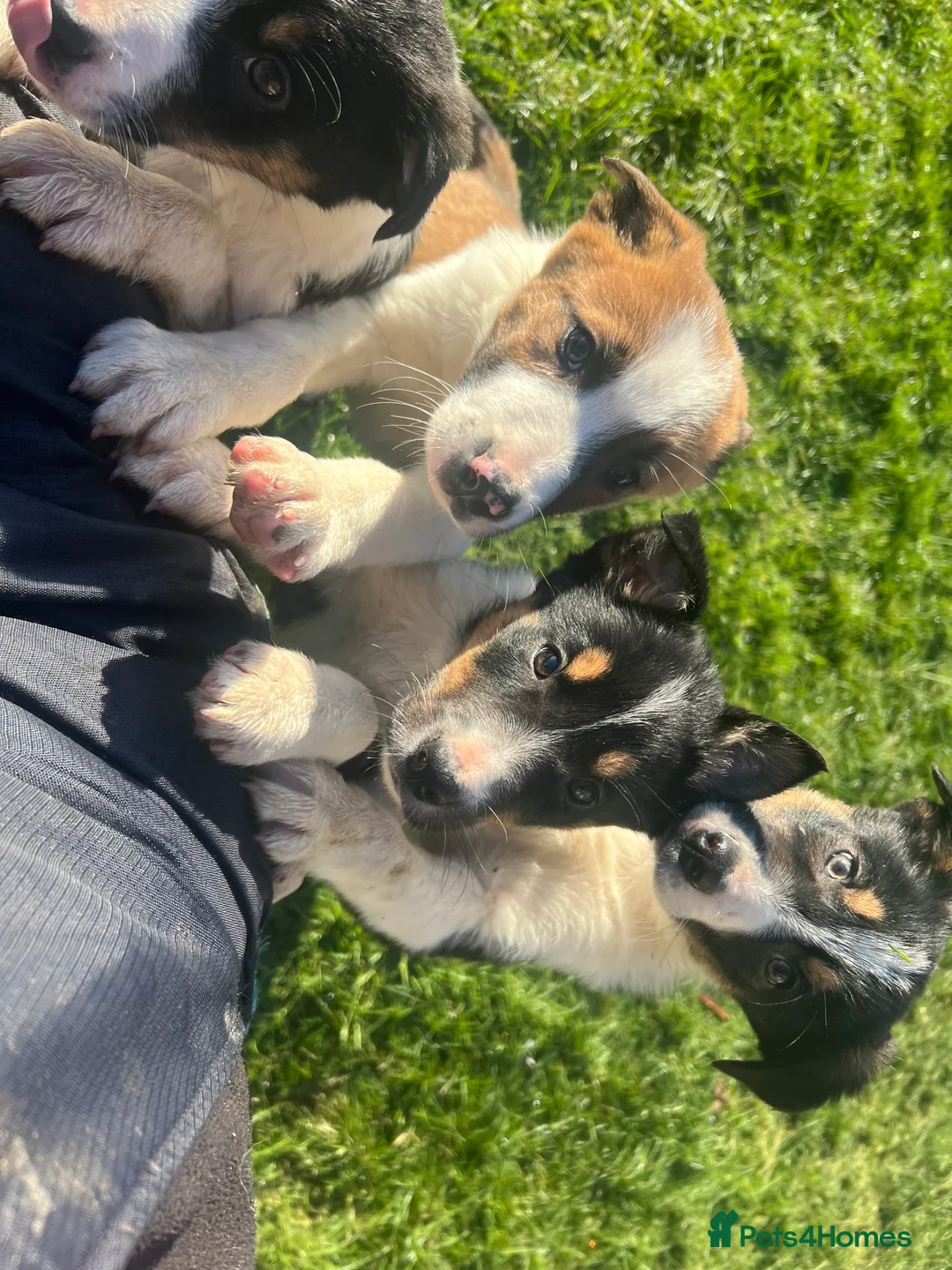 Border Collie dogs for sale: Ted! - Proven Working Border Collie Puppy! - Advert 20