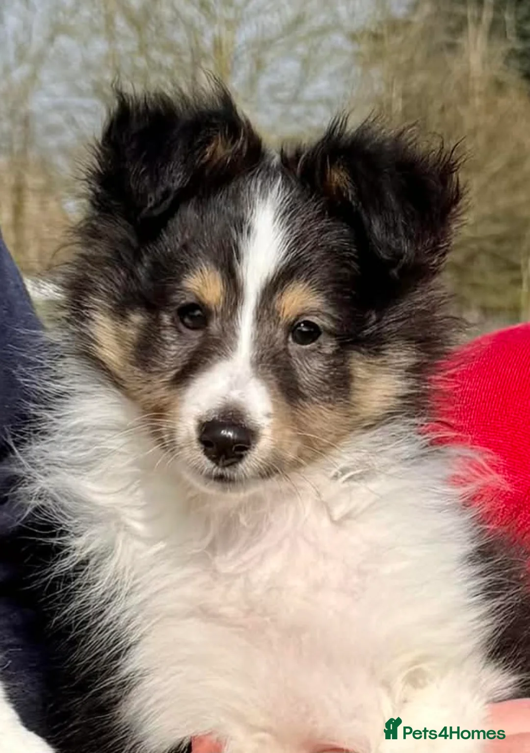 Shetland Sheepdog dogs for sale: 🖤Lovely Tricolour male🖤 - Advert 1