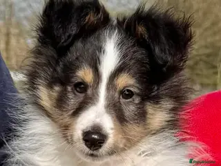 Shetland Sheepdog dogs 🖤Lovely Tricolour male🖤 - Advert 8