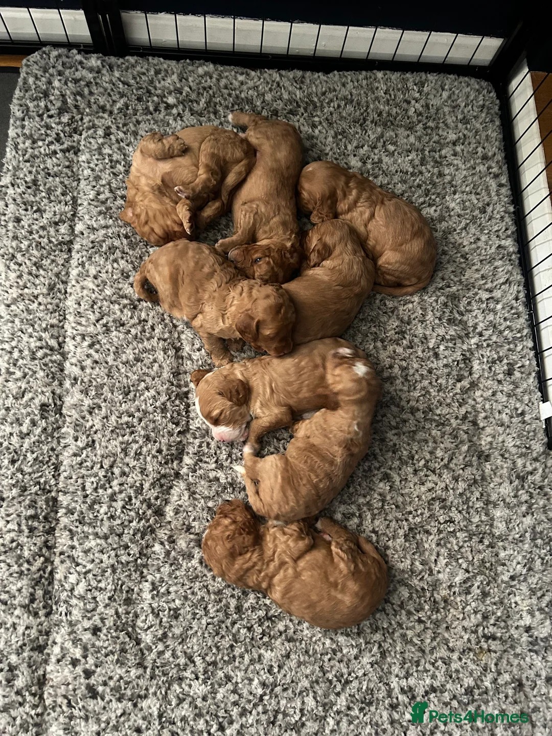 Cockapoo dogs for sale: Cockapoo puppies - Advert 5