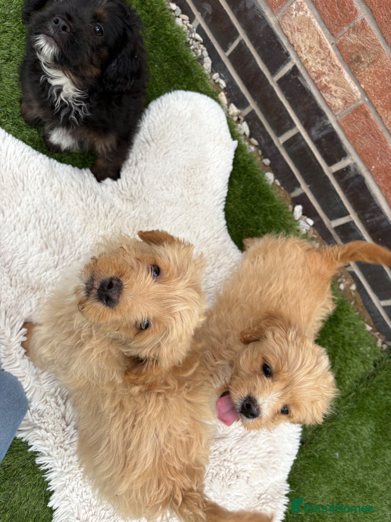 Mixed Breed dogs REDUCED LAST 3 PUPS! Fluffy frenchies cross  - Advert 2
