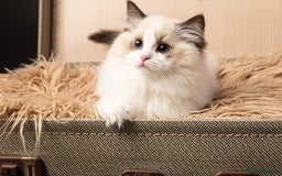Ragdoll cats for sale: Gorgeous Ragdoll Kittens - Royal Raggies - Advert 5