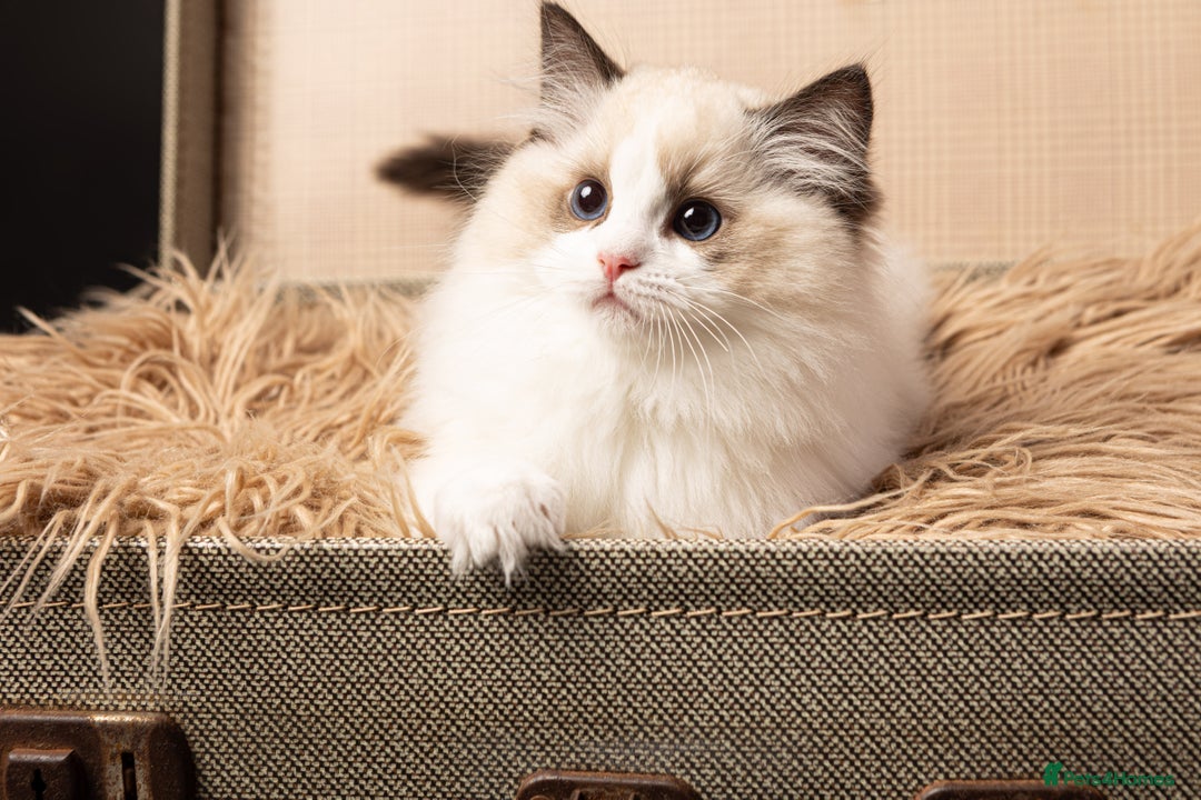 Ragdoll cats for sale: Gorgeous Ragdoll Kittens - Royal Raggies - Advert 5