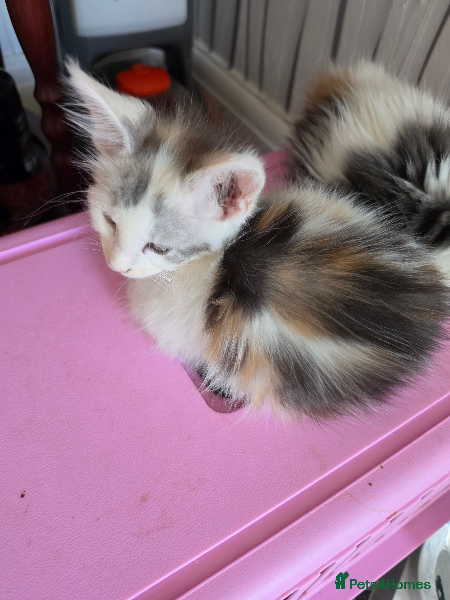 Maine Coon cats TICA REGISTERED STUNNING KITTENS  - Advert 5