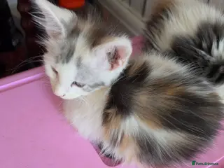Maine Coon cats TICA REGISTERED STUNNING KITTENS - Advert 3