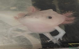 Axolotl reptiles for sale: Male axolotl  - Advert 3