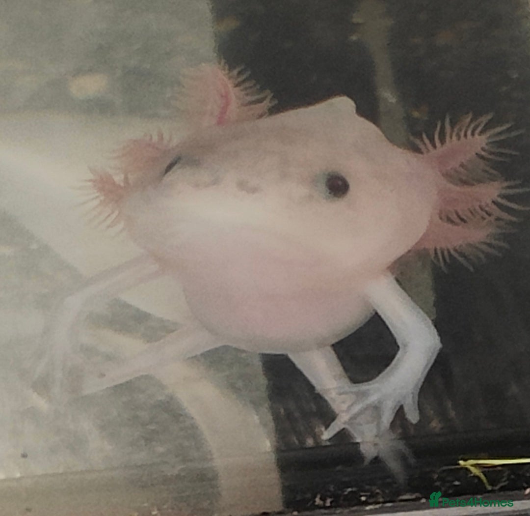 Axolotl reptiles for sale: Male axolotl  - Advert 3