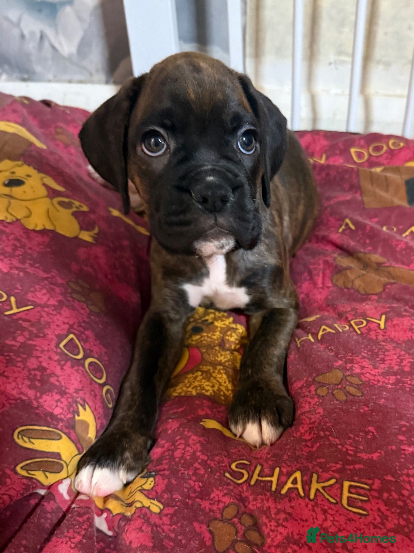 Boxer dogs K.C reg. both parents heart scored 0 - Advert 2