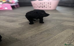 Cockapoo dogs for sale: Cockapoo F1B puppies in Inverness - Image 16