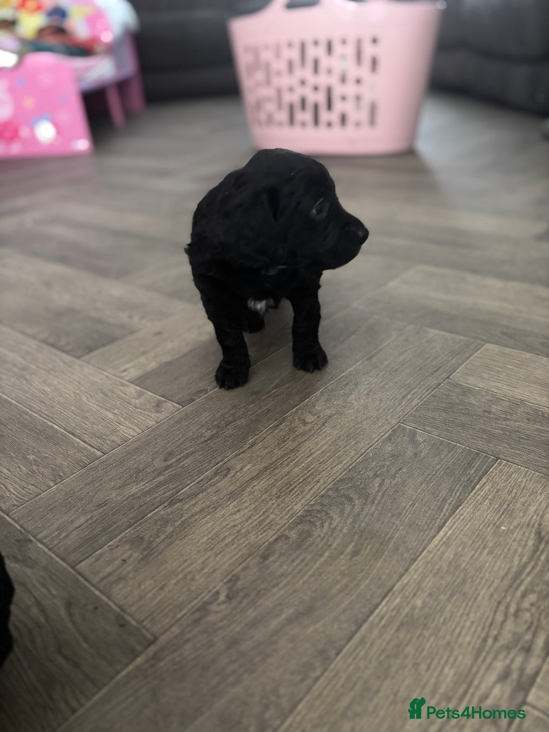 Cockapoo dogs for sale: Cockapoo F1B puppies in Inverness - Image 16