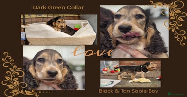 Cocker Spaniel dogs - Advert 9