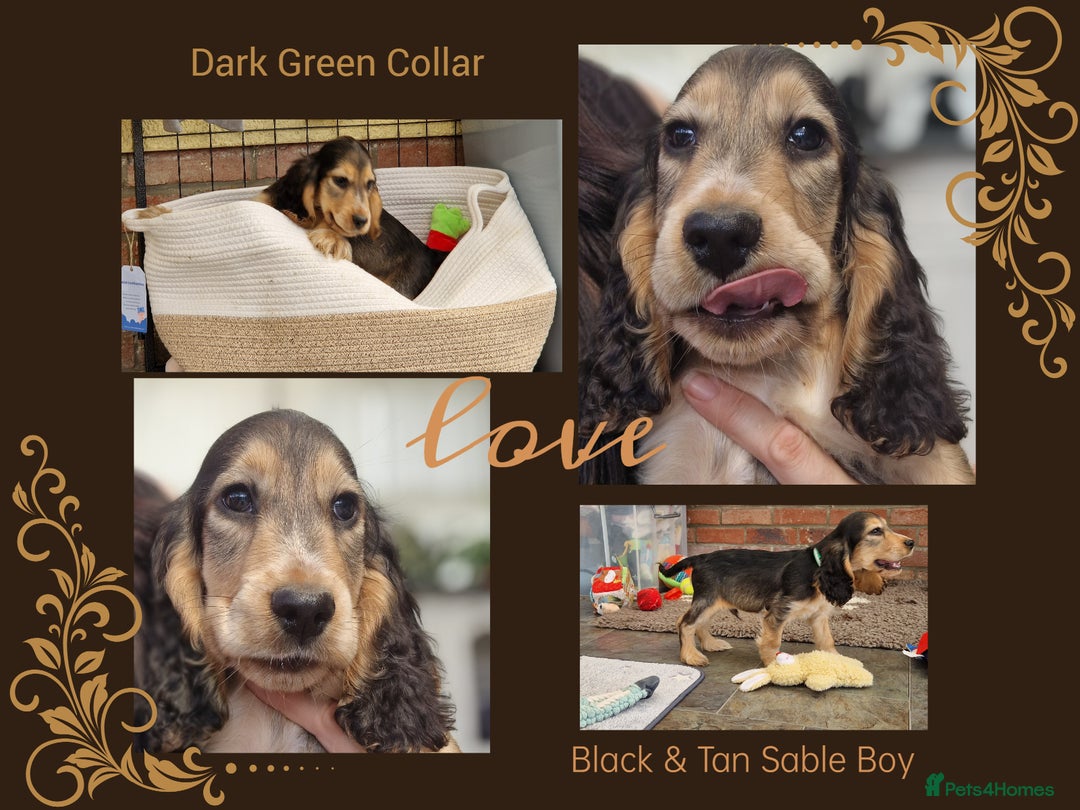 Cocker Spaniel dogs for sale: Applejacks Pedigree Show Cocker Spaniel Puppies - Image 5