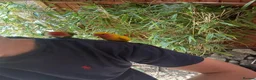 Lovebirds birds for sale: 2 Lovebirds  - Advert 5