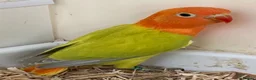 Lovebirds birds for sale: Lovebirds pale fallows - Advert 14