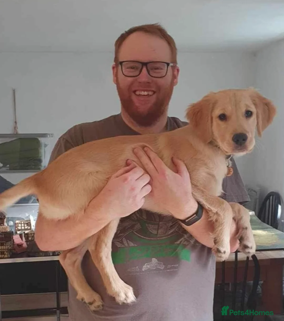 Golden Retriever dogs for stud: Proven Golden retriever - KC registered in Cardiff - Advert 14