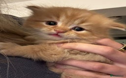 Mixed Breed cats for sale: Beautiful half Persian kittens - Image 19