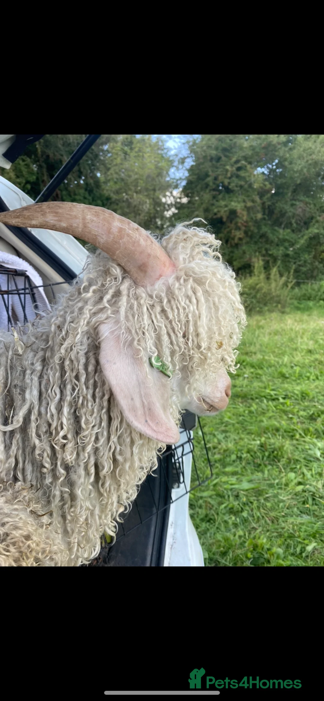 Goats livestock for sale: 3 pedigree angora bucks - Advert 4