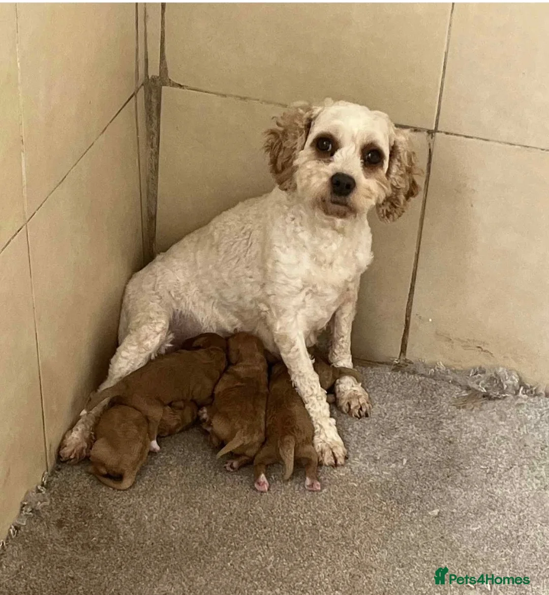 Cavapoo dogs for sale: beautiful litter of Cavapoo puppies for sale  - Advert 8