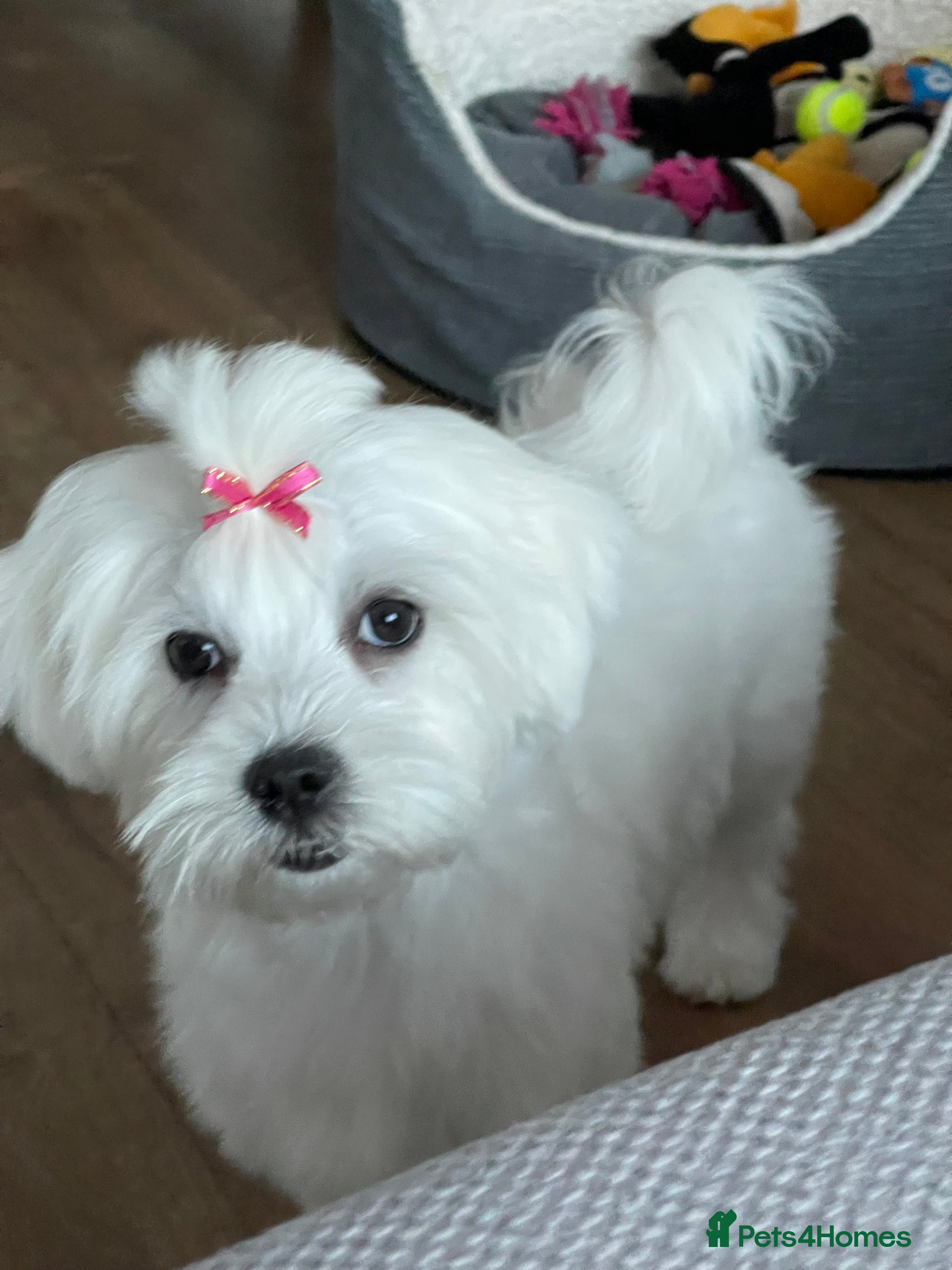 Maltese dogs Beautiful two girls - Advert 1