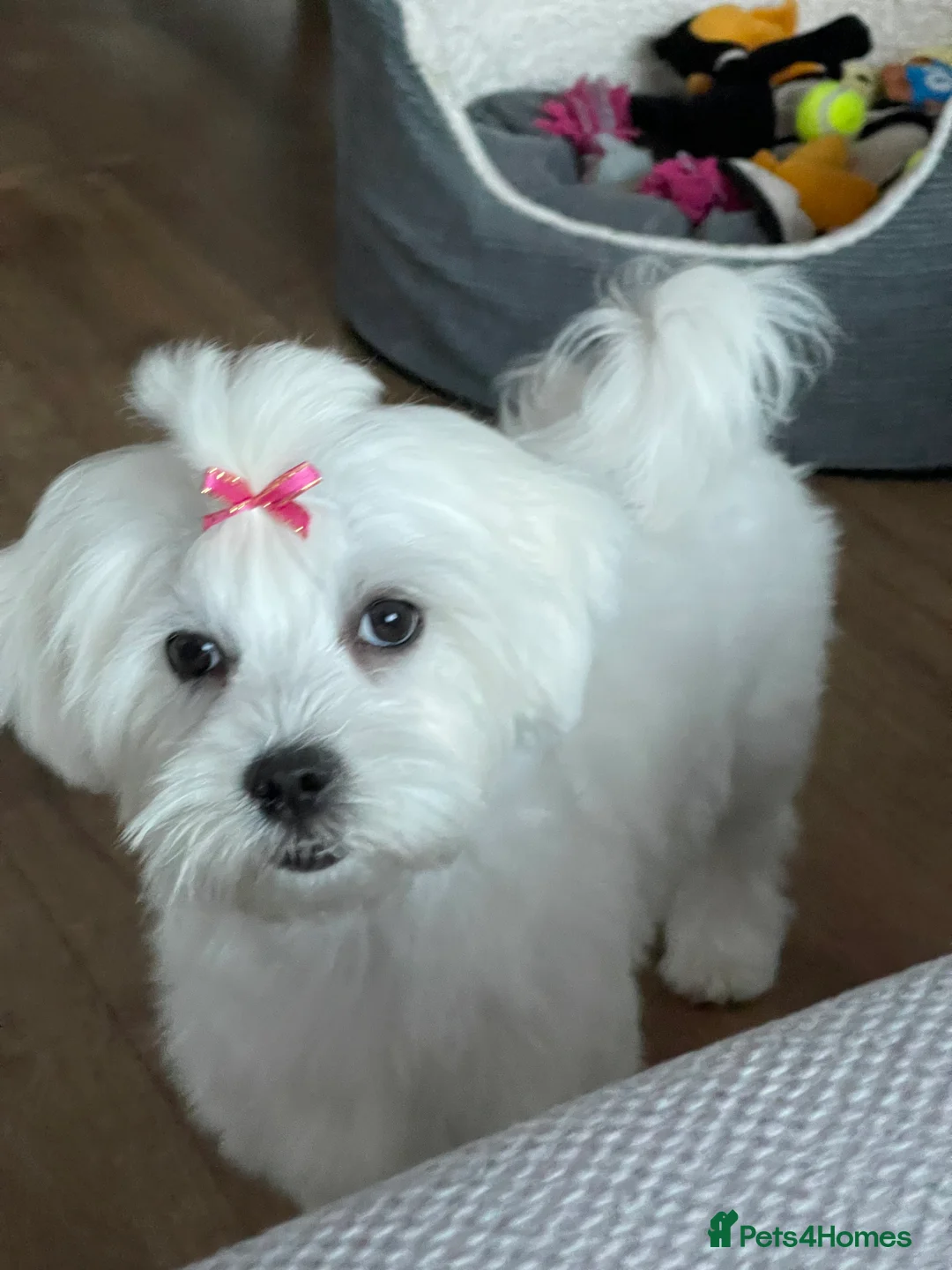 Maltese dogs for sale: !!! Price negotiable !!!! - Advert 1