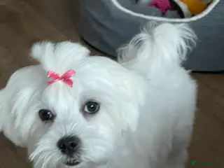 Maltese dogs Beautiful two girls - Advert 1