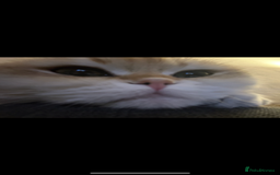 Scottish Fold cats for sale: Chinchilla golden Scottish fold - Image 2